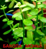 Бакопа монье. НАБОРЫ растений для запуска акваса. ПОЧТОЙ